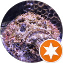 Mr. Stonefish (Mr. Stone) Avatar